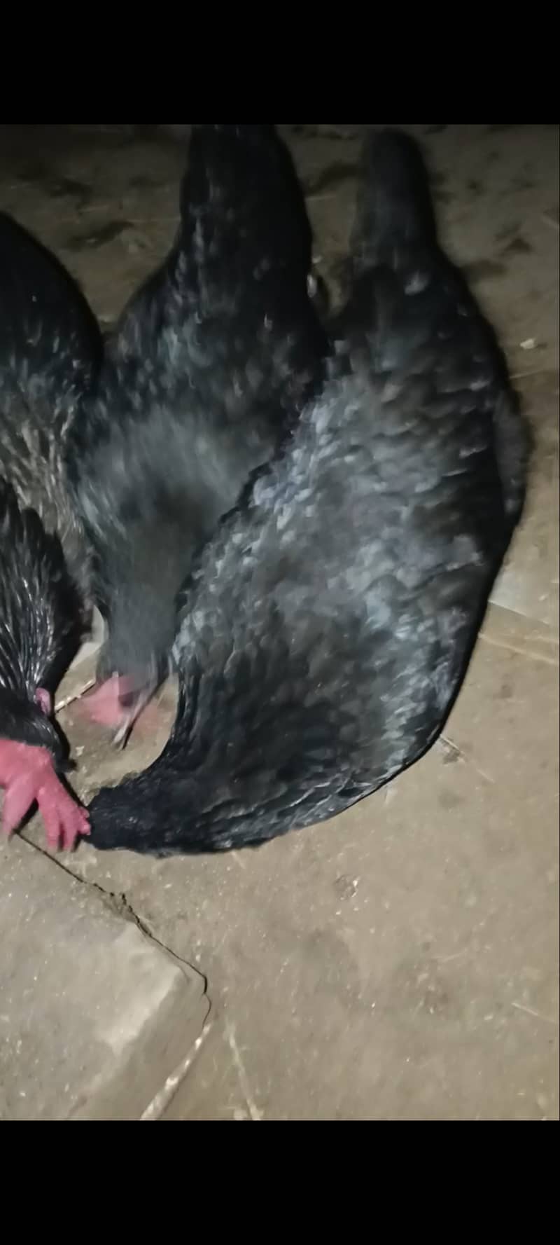 Australorp and RIR egg (03224535024) 2