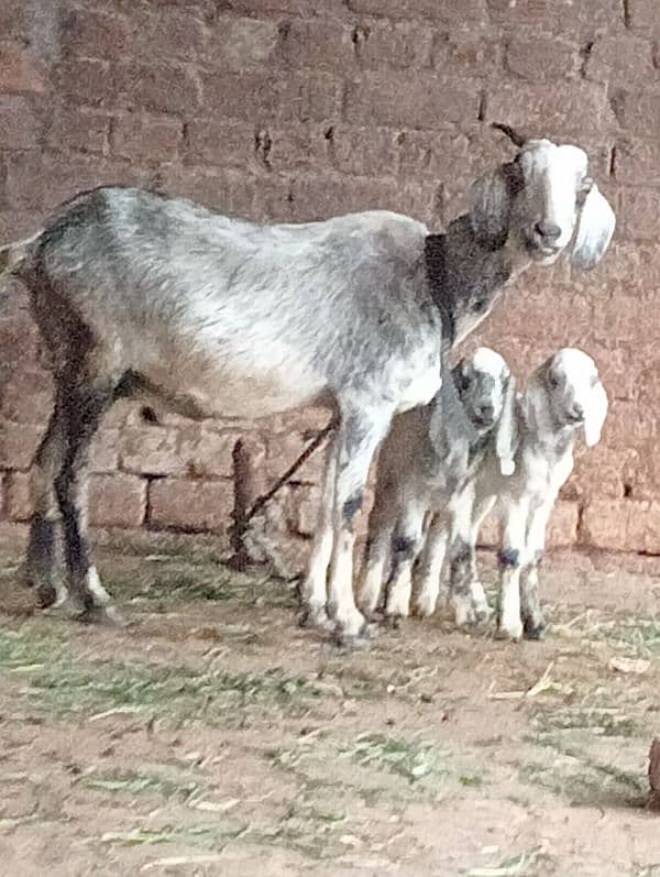 Desi bakri 2bchin Kay sath 3