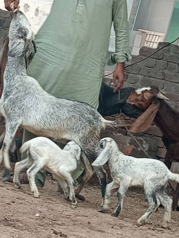 Desi bakri 2bchin Kay sath 4