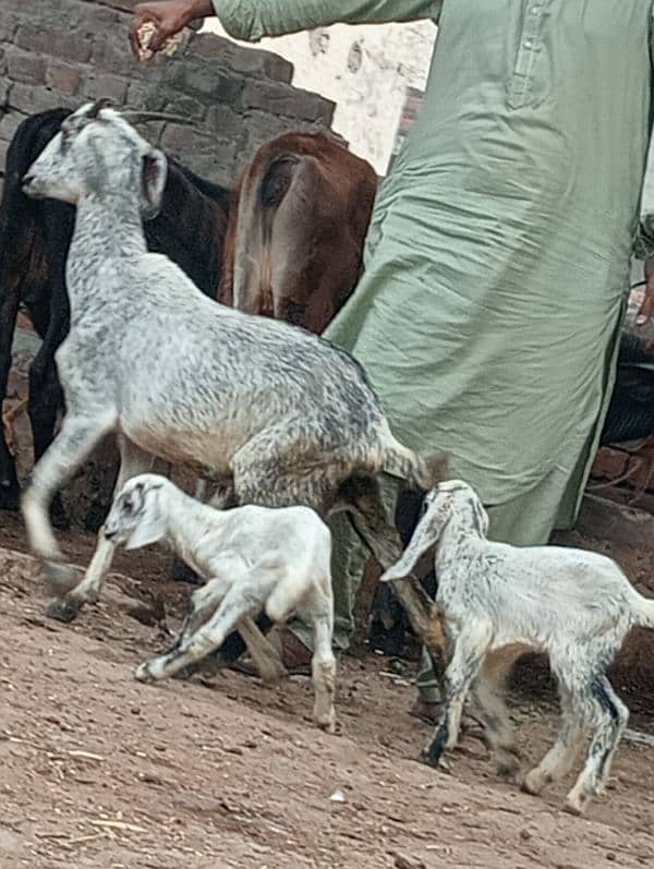 Desi bakri 2bchin Kay sath 5