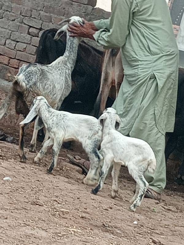 Desi bakri 2bchin Kay sath 7