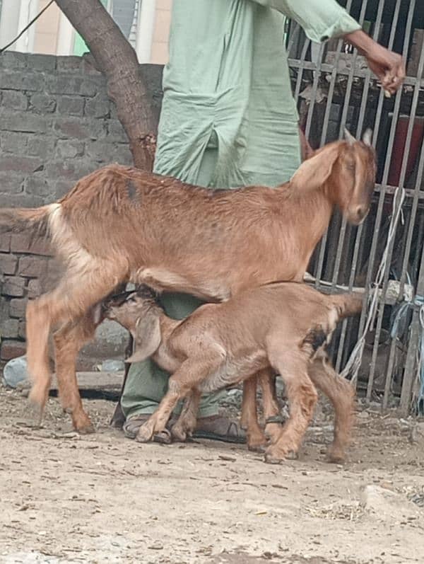 Desi bakri 2bchin Kay sath 8