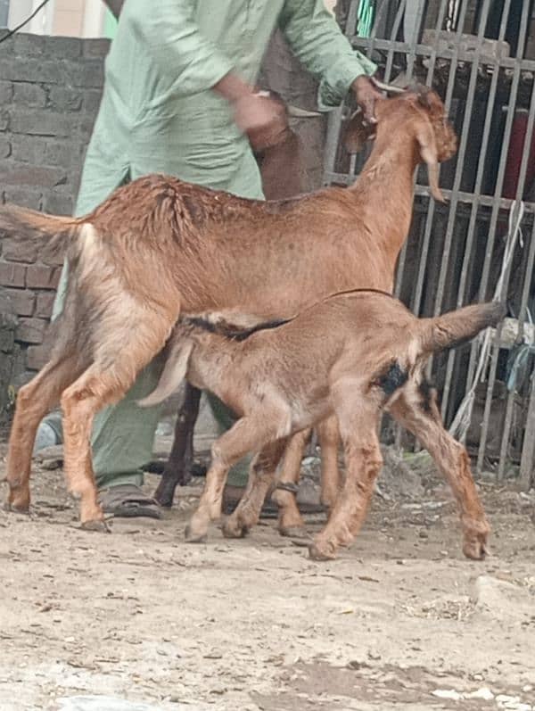 Desi bakri 2bchin Kay sath 9