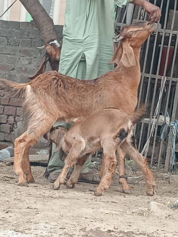 Desi bakri 2bchin Kay sath 10