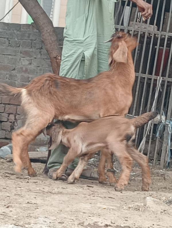 Desi bakri 2bchin Kay sath 11