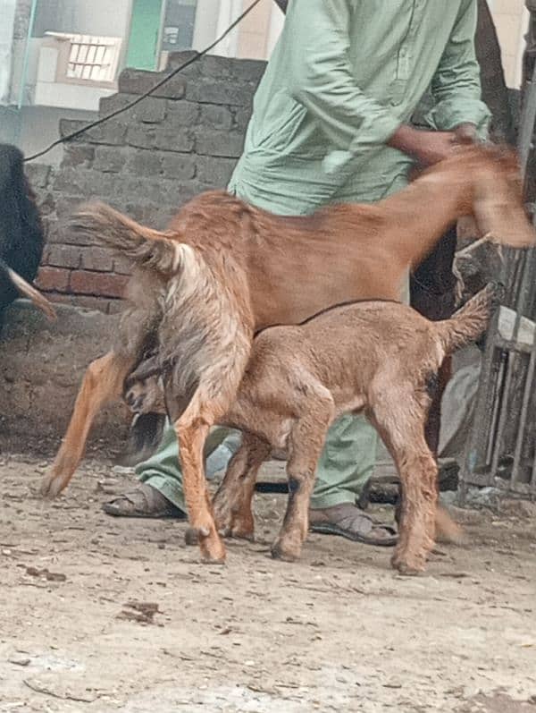 Desi bakri 2bchin Kay sath 12