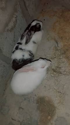 1 male and 1 female rabbit for sale