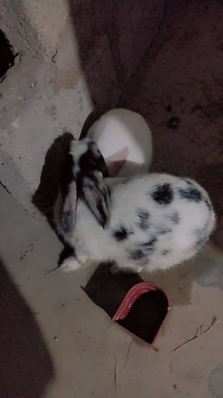 1 male and 1 female rabbit for sale 2