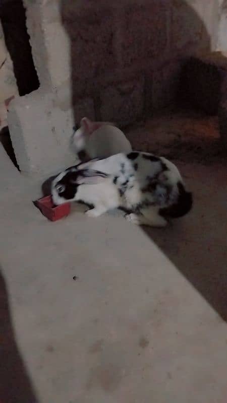 1 male and 1 female rabbit for sale 3