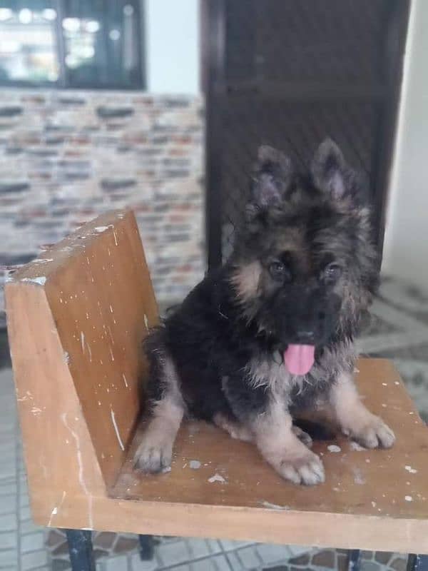 German Shepherd puppy dog for sale Call My WhatsApp 03417817026 2