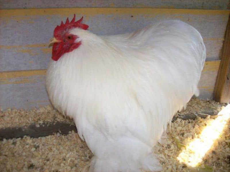 White Bantom breeder Male for sale 0