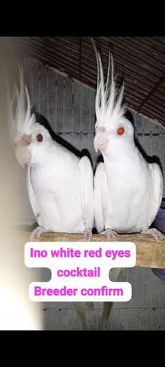 cocktail ino red eyes pair