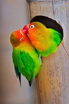 love birds fisher || Australian parrots