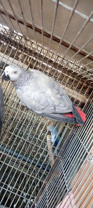 african grey female 03156376925 0