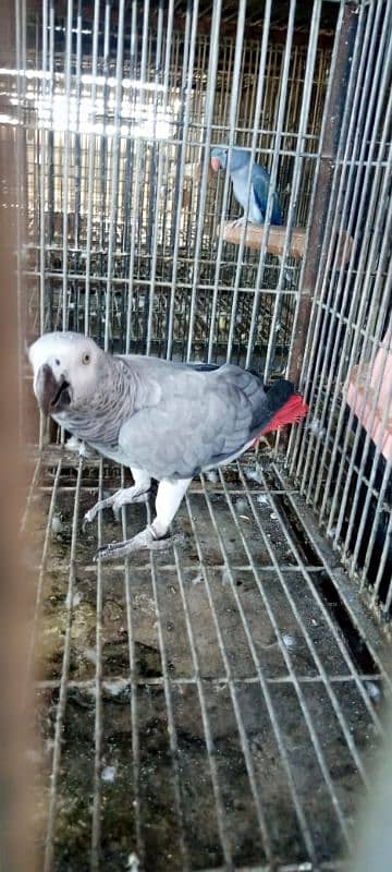 african grey female 03156376925 1