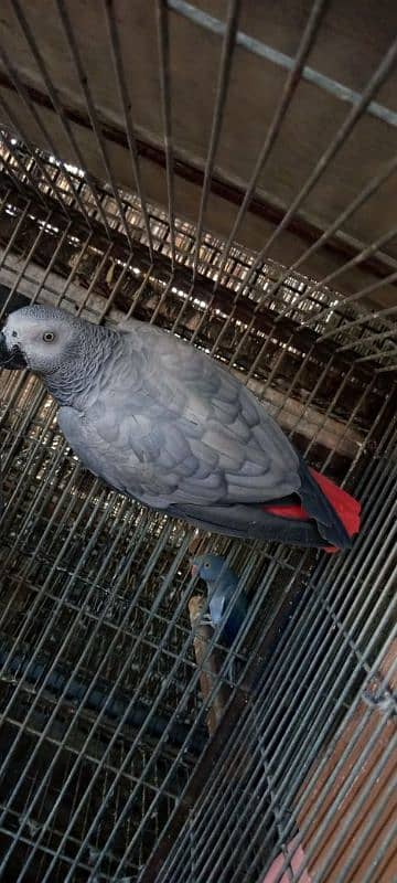 african grey female 03156376925 2