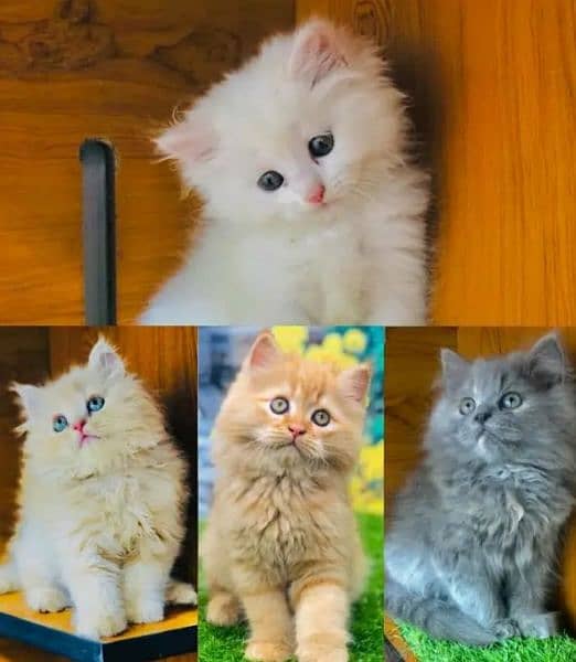 persian cat for sale 2 month age WhatsApp number03417057463 0