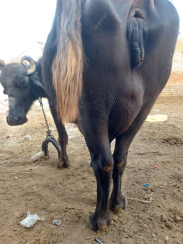 Bufflow with female Calf 4