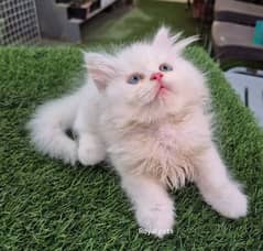 Persian cat 2 month age for sale Call My WhatsApp 0341,78,17,026