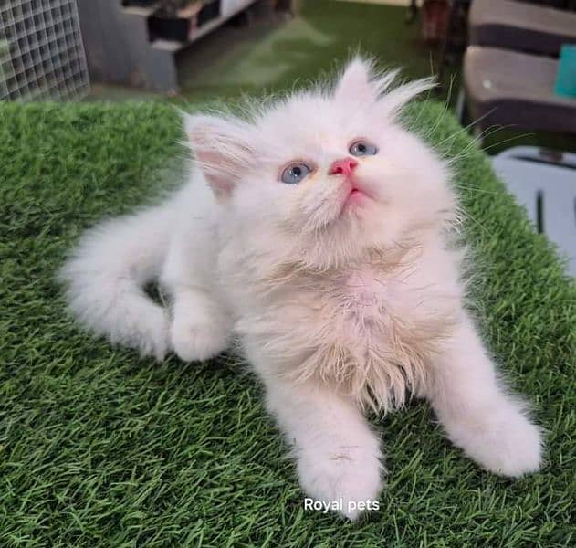 Persian cat 2 month age for sale Call My WhatsApp 0341,78,17,026 0