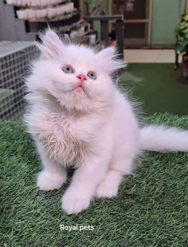 Persian cat 2 month age for sale Call My WhatsApp 0341,78,17,026 1