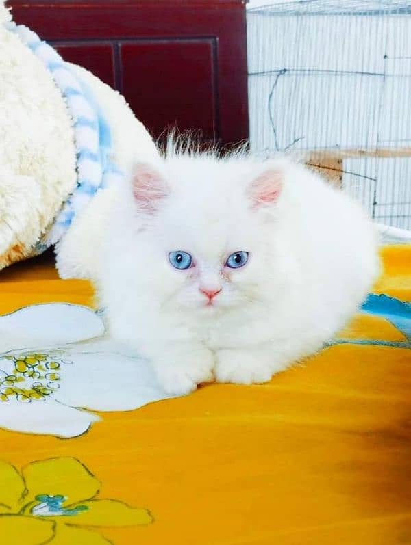 Persian cat 2 month age for sale Call My WhatsApp 0341,78,17,026 3