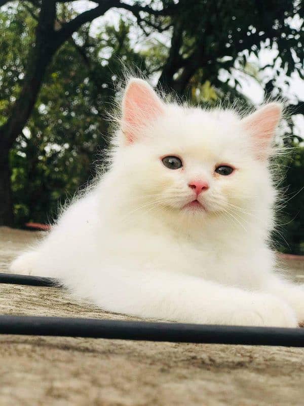 Persian cat vaccination clear for urgent sale my WhasApp : 03484580261 3