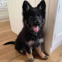 German Shepherd dog age 2 month Call My WhatsApp 0341,7817,026