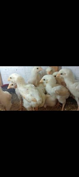 1 week pure white o shamo chick's 0