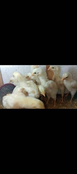 1 week pure white o shamo chick's 1