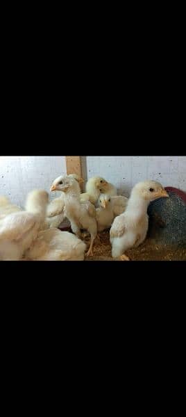 1 week pure white o shamo chick's 2