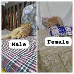 Persian kittens for sale