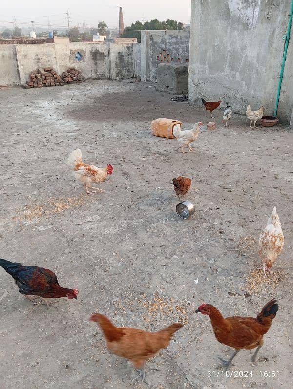 Selling Hens/Rooster/Chick 0