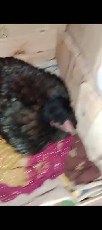 aseel karuk hens for sale 0