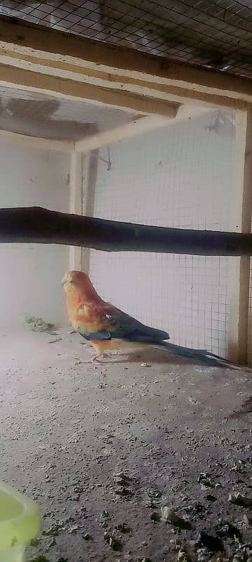 parots breeder 1