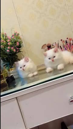 Persian Cat for sale my WhatsApp number 03238950275