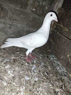 white pigeon just one03466610506