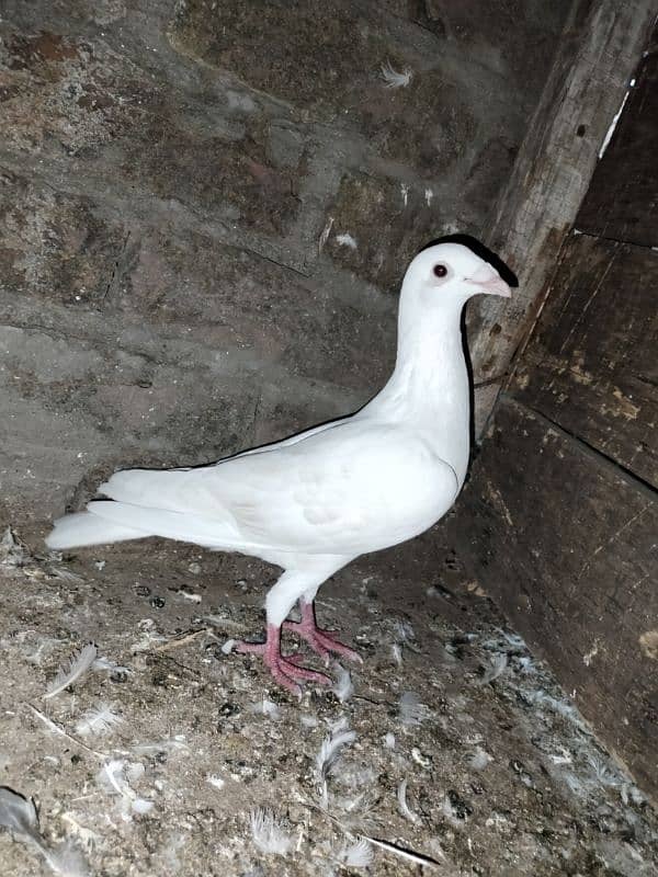 white pigeon just one03466610506 1