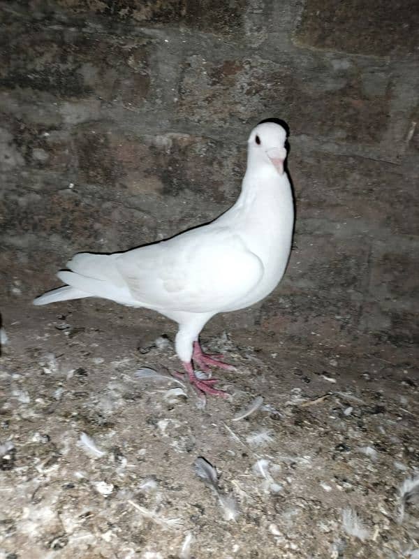 white pigeon just one03466610506 2