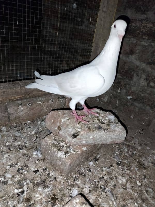 white pigeon just one03466610506 3