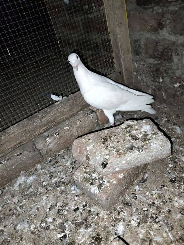 white pigeon just one03466610506 4