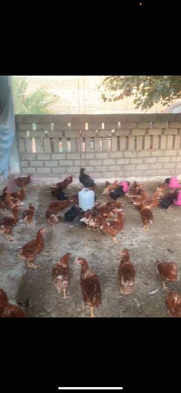 German Lohmann Brown  Chicks available for sale 1