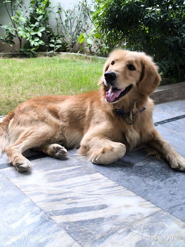 Golden retriever dog for sale 0