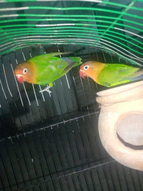 green fisher pair for sale 0