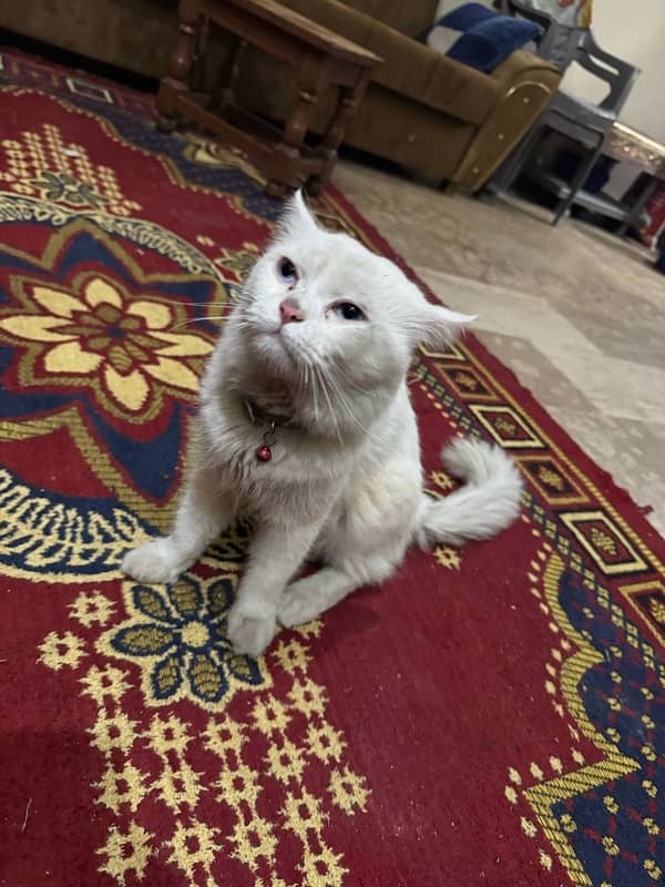 persian Cat Male 1