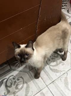 thai cat for sale