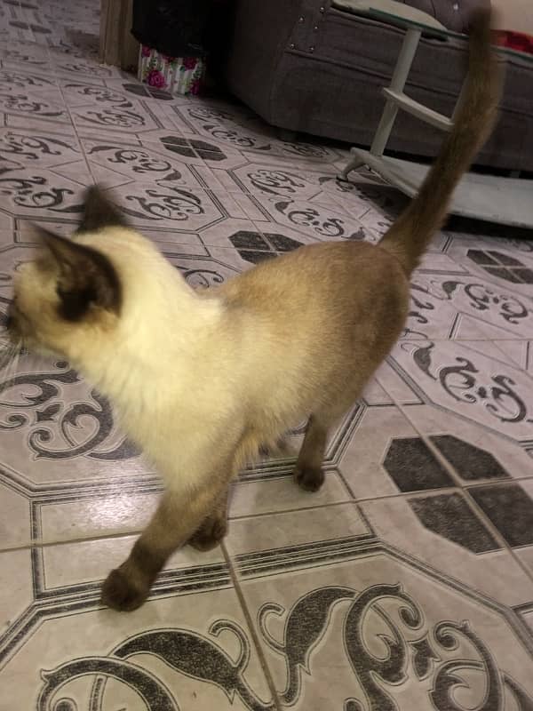 thai cat for sale 2