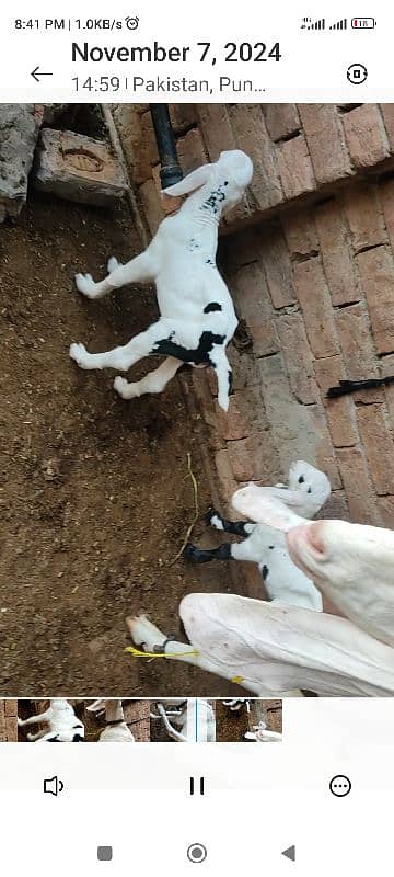 Rajan Puri  bakri with 2 baby 1