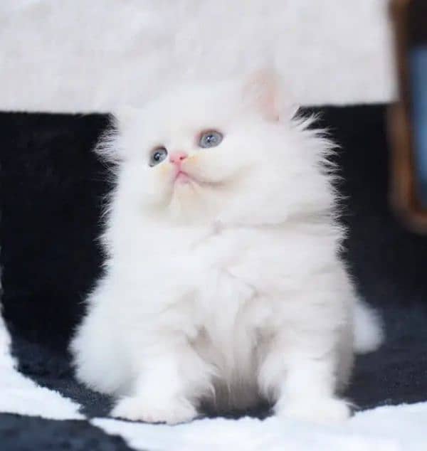 Persian cat for sale 2 month age 0340=69=50=368 whatsapp number 0