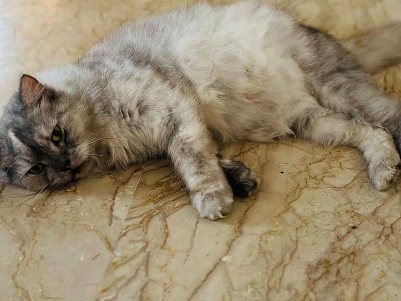 A beautiful Persian Cat with her Kids 0